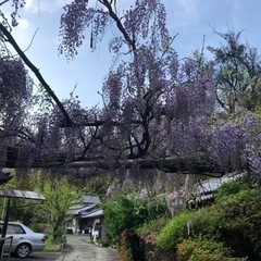 筍掘り椎茸狩りできますよ。おもけんファーム1日体験会