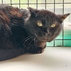 僕を出して！🆘ケージ生活5年😢かん太くん♂5歳🍎FIV