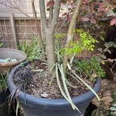 アオダモ　2.5m  鉢植え