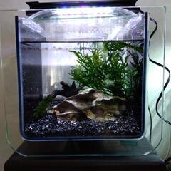 ありがとうございますm(__)m決まりました❗KOTOBUKI水槽アーク250 アーク500レイアウト済み飼育セット 2セット