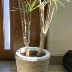 観葉植物ドラセナ