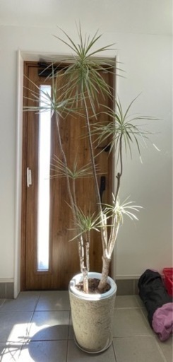 観葉植物ドラセナ