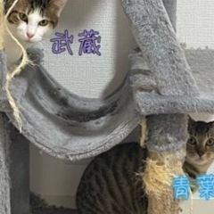 飼い主のアレルギーのため