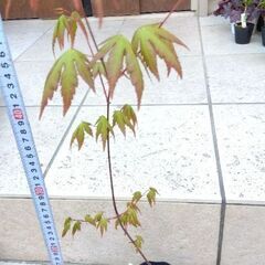 モミジ　紅葉　カエデ　樹高約50cm　実生苗　落葉樹