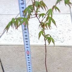 2）モミジ　紅葉　カエデ　樹高約40cm 落葉樹　実生苗