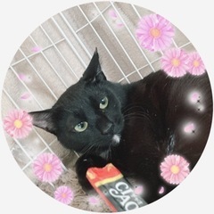 黒猫メス4月28(日)譲渡会に出ます❣️ 21日にフリマや…