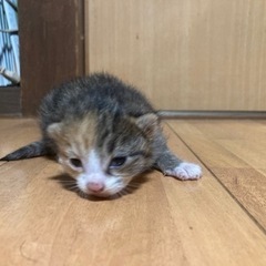 九州配達🚚🉑まだ募集中🐈⸒⸒⸒⸒ - 里親募集