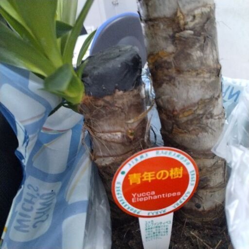 ユッカと野菜苗一つトマト又はキュウリ