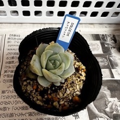 多肉植物　アッパリション