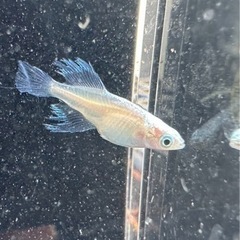 メダカ 天使の雫😇1ペア若魚