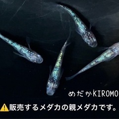 現物販売 白ブチラメ幹之サファイア系メダカ 幼魚6匹 ※室外冬越...