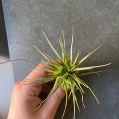 Tillandsia　Gordon.C