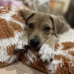 保護犬まちこちゃんファミリー募集（終生室内飼育条件）@川口市 - 川口市