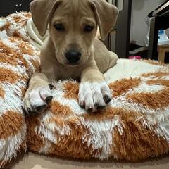 保護犬まちこちゃんファミリー募集（終生室内飼育条件）@川口市 - 犬