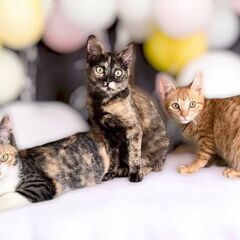 4月14日（日）💓三鷹で猫の譲渡会🌸💟🌸サビちゃん生後４ヶ月の女の子　他に3匹の姉妹がいます。飼い主不在確認済の画像