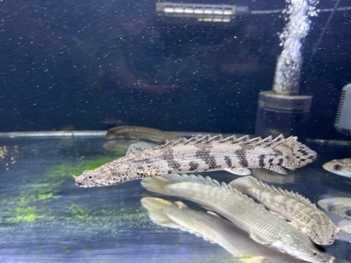 熱帯魚🐟買取先探してます。※必ず説明文読んでください！