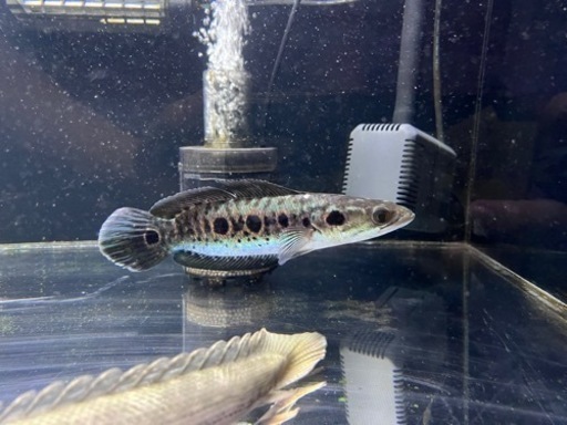 熱帯魚   買取先探してます✋※必ず説明文お読み下さい