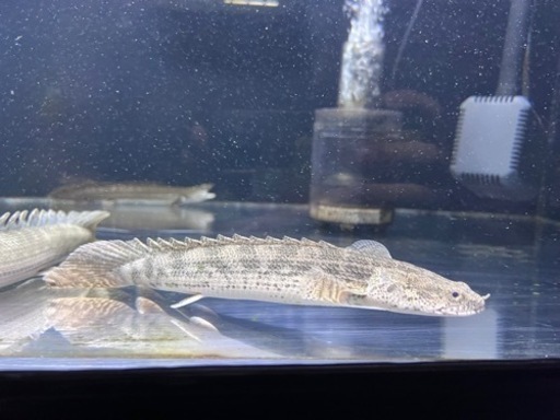 熱帯魚🐟買取先探してます。※必ず説明文読んでください！