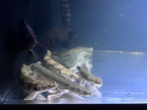 熱帯魚買取先探してます！※必ず説明文読んでください。