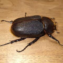 【ケース付き】ヘラクレスオオカブト ペア