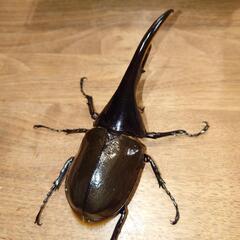 【ケース付き】ヘラクレスオオカブト ペア