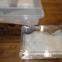 【ケース付き】ヘラクレスオオカブト ペア