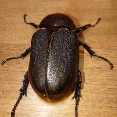 【ケース付き】ヘラクレスオオカブト ペア