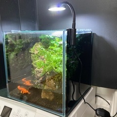 ★メダカ・イモリ飼育にオススメ！！コケリウム・テラリウム完成品★