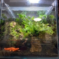 ★メダカ・イモリ飼育にオススメ！！コケリウム・テラリウム完成品★