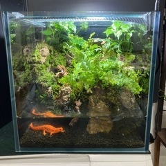 ★メダカ・イモリ飼育にオススメ！！コケリウム・テラリウム完成品★