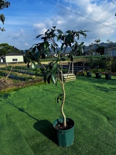 【フィカスルビキノーサ】観葉植物