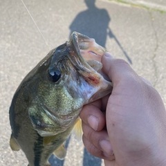 バス釣り、ソルト釣りしませんか？