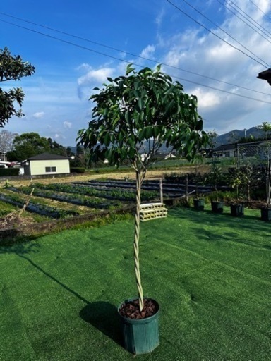 【フィカスベンジャミン】観葉植物