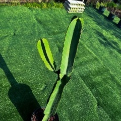 ダイオウキリン】観葉植物