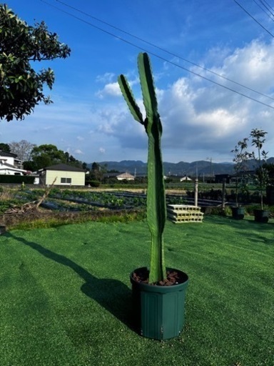【ダイオウキリン】観葉植物