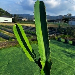 ダイオウキリン】観葉植物