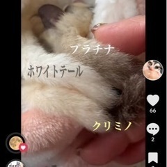 ももんが3カラーの画像