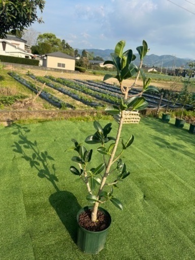 【アポロゴム】観葉植物