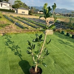 【アポロゴム】観葉植物