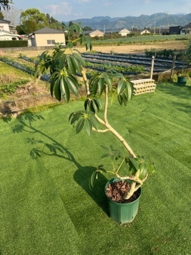 【シェフレラツピタンサス】観葉植物