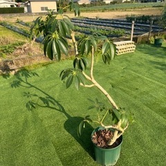 【シェフレラツピタンサス】観葉植物