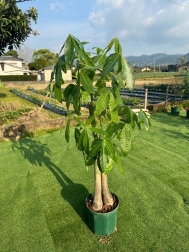 【パキラ】観葉植物