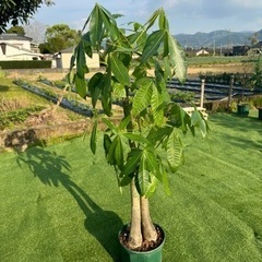 【パキラ】観葉植物