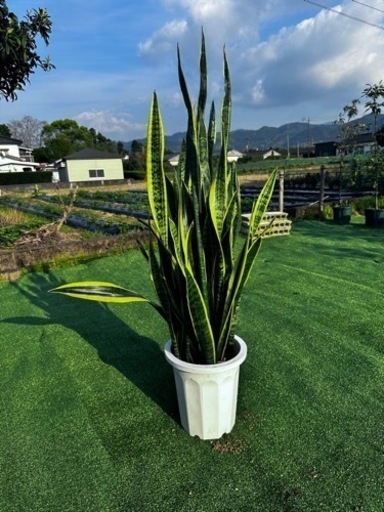 【トラノオ】観葉植物