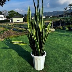 【トラノオ】観葉植物