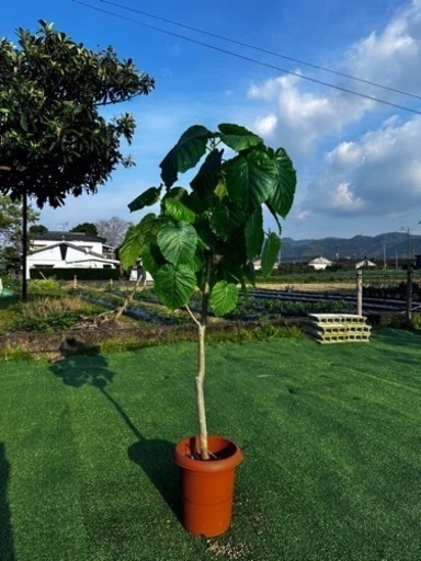 【ウンベラータ】観葉植物