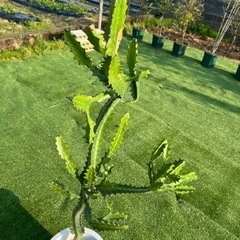 【ユーホルビアラクテア】観葉植物