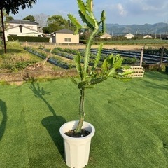 【ユーホルビアラクテア】観葉植物