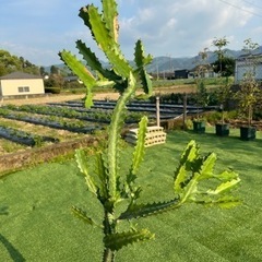 【ユーホルビアラクテア】観葉植物