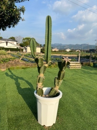 【柱サボテン　ブランチ】観葉植物